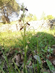 Ophrys exaltata arachnitiformis