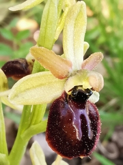 Ophrys exaltata arachnitiformis