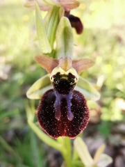 Ophrys exaltata arachnitiformis