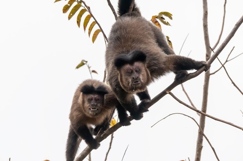 Black capuchin