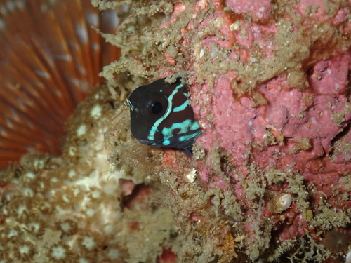Ecsenius namiyei