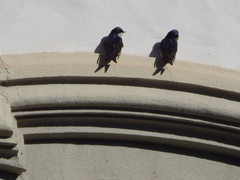 Pygochelidon cyanoleuca