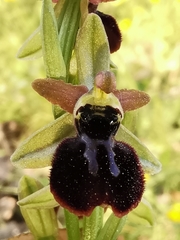 Ophrys exaltata arachnitiformis