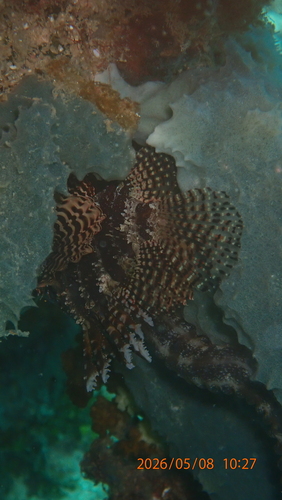 Neochirus brachyptera