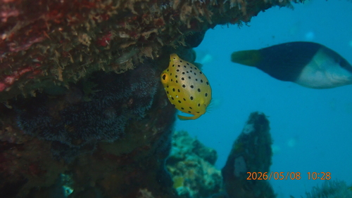Ostracion cubicum