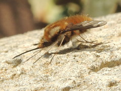 Bombylius major