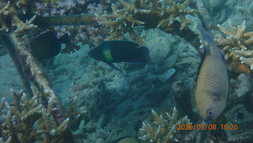 Labrichthys unilineatus