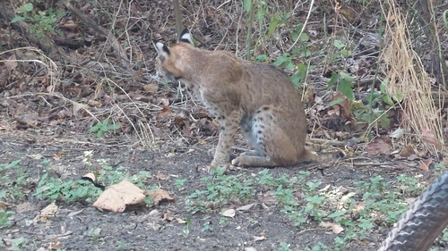 Featured image for “Bobcat”
