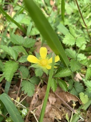 Potentilla indica