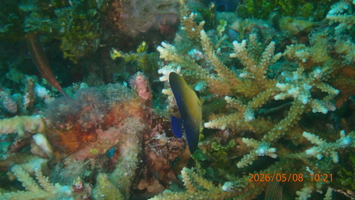 Zebrasoma scopas