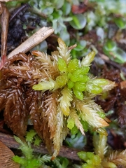 Sphagnum magellanicum