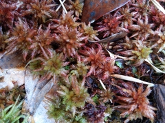 Sphagnum magellanicum