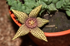 Orbea macloughlinii