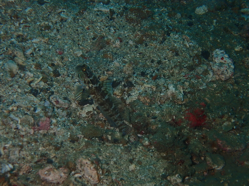 Cryptocentrus sericus