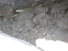 Salvadora lemniscata