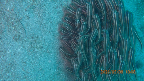 Plotosus lineatus