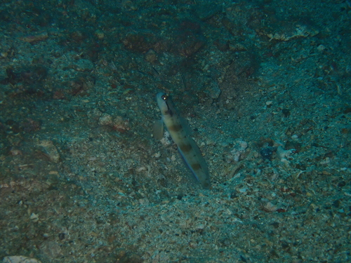 Amblyeleotris gymnocephala