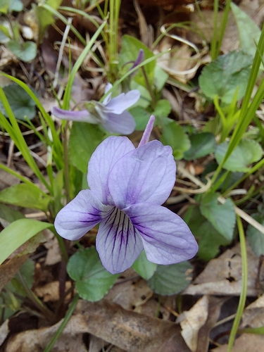 Long-spurred violet