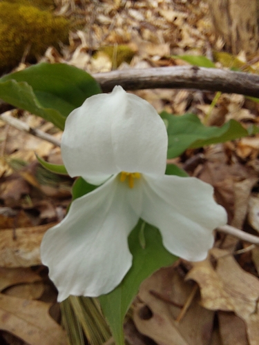 large white trillium