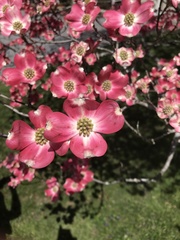 Cornus florida rubra