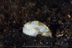 Antennarius striatus