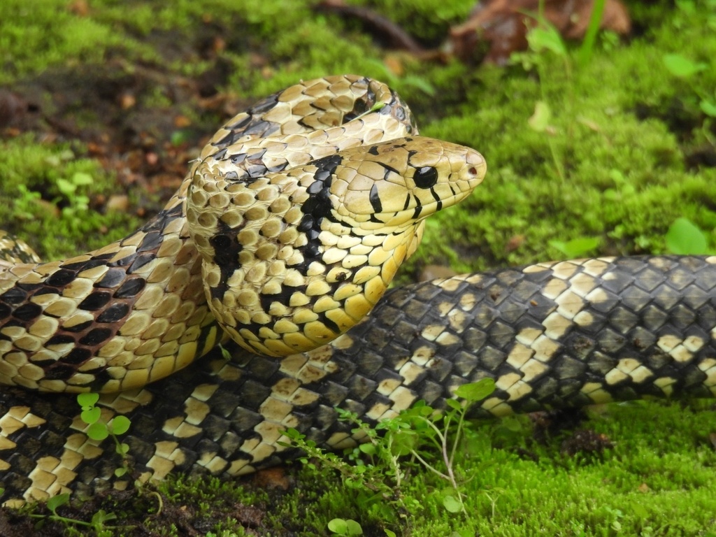 Chicken Snake