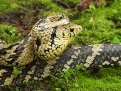 Chicken Snake photo 1