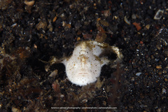 Antennarius striatus