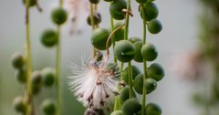 Curio rowleyanus