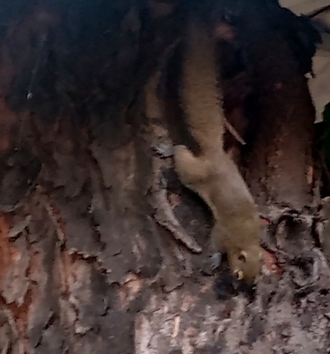Callosciurus notatus