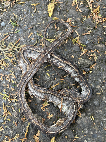 Big-Eyed Ratsnake