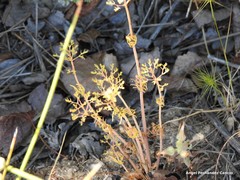 Centranthus calcitrapae
