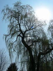 Salix × fragilis vitellina