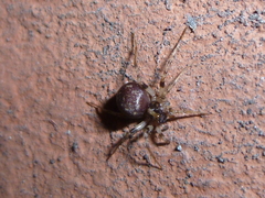 Leprolochus birabeni