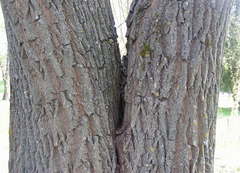 Salix × fragilis vitellina