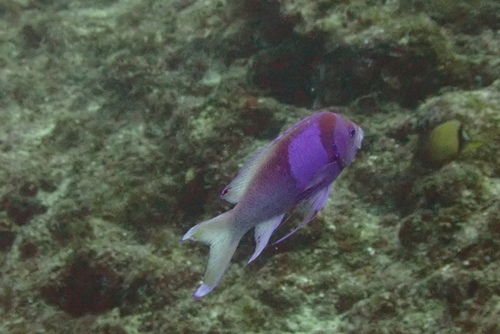 Pseudanthias pleurotaenia