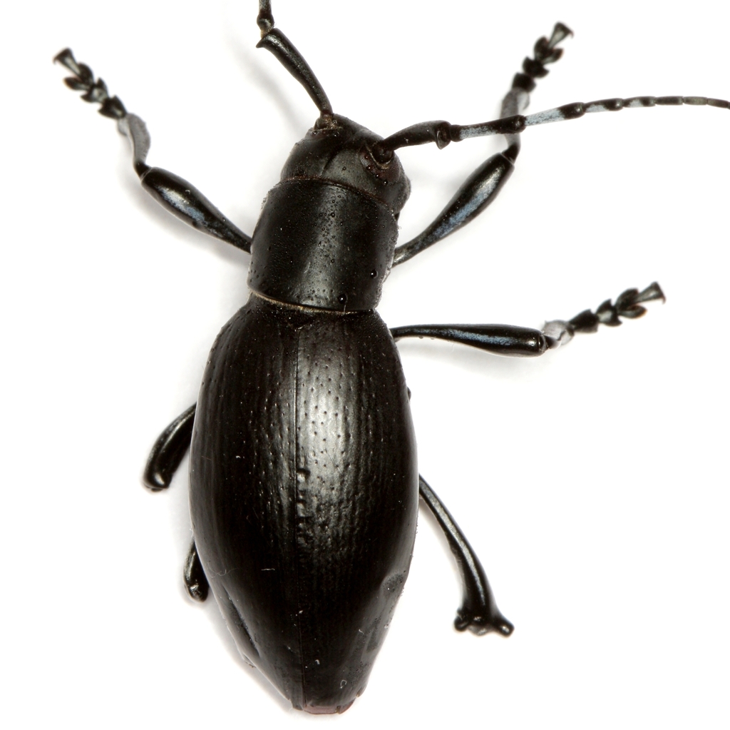 Moneilema appressum