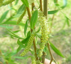 Salix × fragilis vitellina