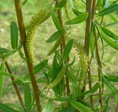 Salix × fragilis vitellina