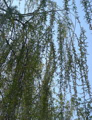 Salix × fragilis vitellina