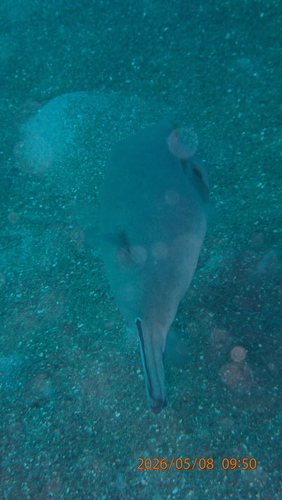 Arothron nigropunctatus