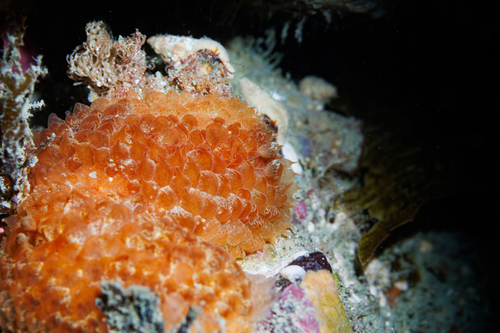 Galeojanolus ionnae
