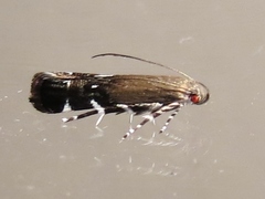 Anacampsis levipedella