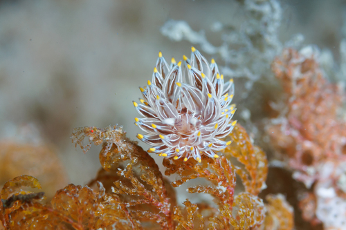 Janolus eximius