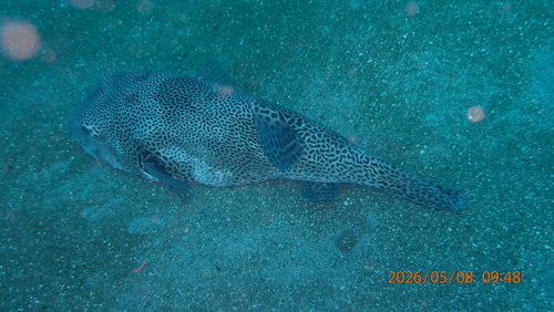 Arothron stellatus