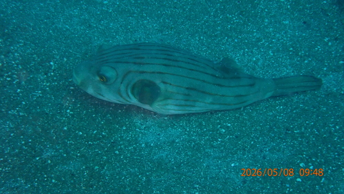 Arothron manilensis