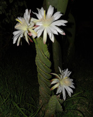 Cereus forbesii