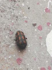 Astylus bourgeoisi
