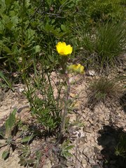 Potentilla astracanica