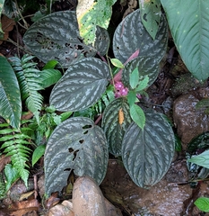 Drymonia turrialvae